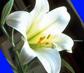 لیلیوم لانگیفلوروم